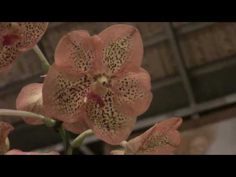 EU FIZ UMA VIAGEM - FLOR DE JAGUBE - SANTO ANTÔNIO 17