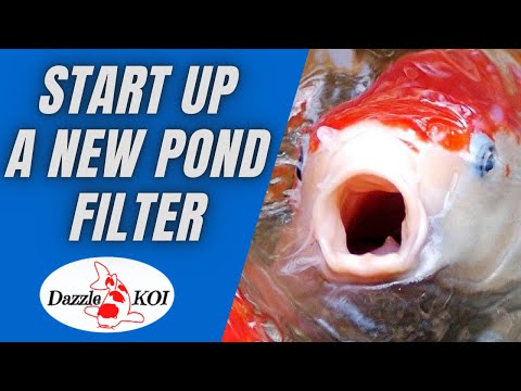 How to start up a new koi pond/filter (avoid new pond syndrome)