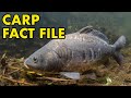 Carp: Fact File (British Wildlife Facts)