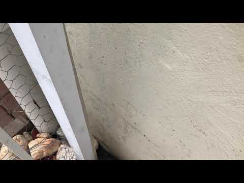 Ant Removal in Freehold, NJ