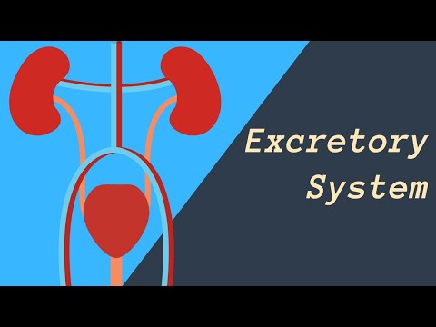 Excretory System ( Kidneys, Skin, and Lungs eliminating waste)
