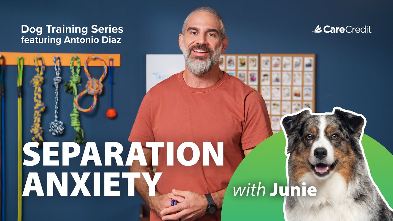 CCWellU-Video-Separation Anxiety in Dogs