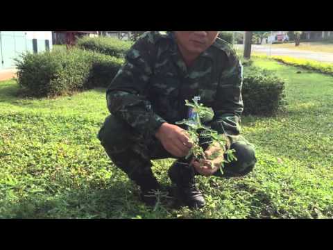 ผู้หญิงซื้อเชื้อโรคใน Dnepropetrovsk สมาชิกที่มีขนาดเล็กที่สุด