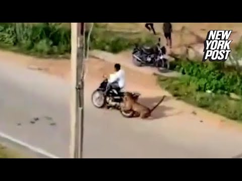 Shocking footage shows leopard attacking biker, terrorizing villagers | New York Post