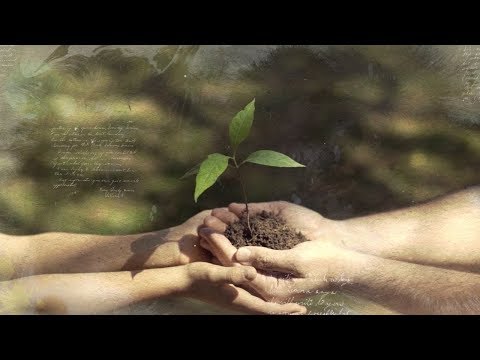 Amor e zelo no plantio de Mariri e Chacrona