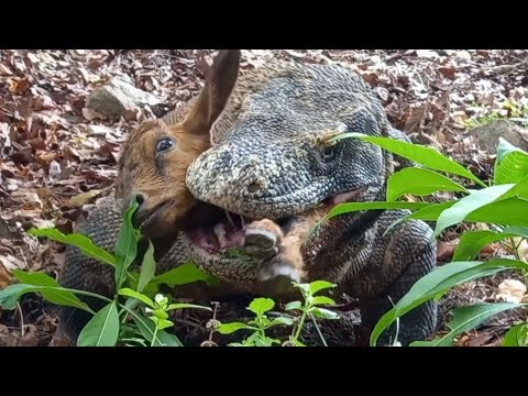 This is the first time I've seen a Komodo dragon hunting that fast????