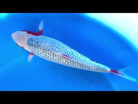 JKS-AC 02 Sakazume Ichiba Sansai F Gr Asagi 54 cm