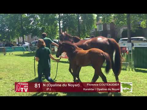 Sprinter Sacré Show 2018 : Lot 81 - N (Opaline du Noyer)