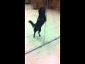 Doggy Day Camp 1