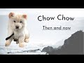 Chow Chow Then Vs Now Chow Chow Puppy To Adult Chow Chow