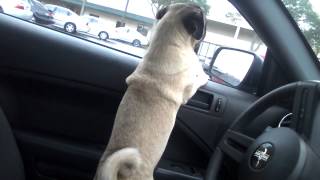 Screaming Pug