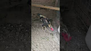 Download lagu Chiang Mai Pama X Kosem Pama. Aka Kosem Shey 3 mp3