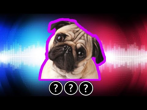 🎧🐶15 "Pug dancing to fnaf music box" Sound Variations in 60 Seconds