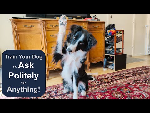 How to train your dog to ask permission to do ANYTHING