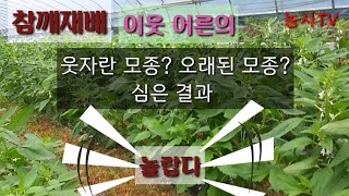 참깨재배- 웃자란 모종을 심은 결과는 [농사TV]