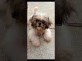 My First Vlog Zoe My Cute Dog Hope You Like It