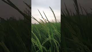 Download lagu Damai dengar suara angin di sawah mp3