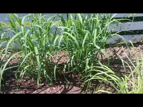 miscanthus x giganteus 2nd year grow.