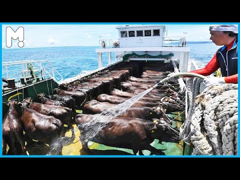 How to Transport Millions Cow, Horse, Pig, Goat, Sheep - Modern Export Technology by Big Cargo Ships