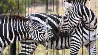 Riccardo Cocciante  Footing