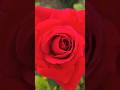 Beautiful Red Rose Beautiful Red Flowerszone Flowers Garden Beautiful Shorts Rose Roses