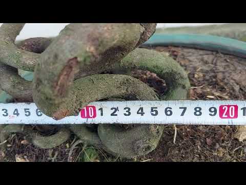 Giao lưu mai quái, 5 cánh lớn, kín cánh hoa thơm