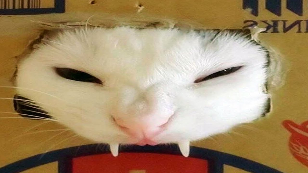 cats broke the internet