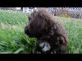 Havapoo dogs for sale: Muppet - Video 1