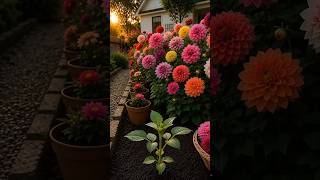 Download lagu Growing Dahlias at Home 🌸 mp3