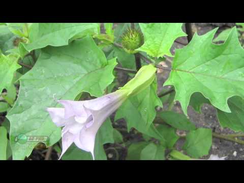 Weed of the Week #813 - Jimsonweed (Air Date 11/3/13)