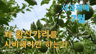 [사과재배] 7월 황산가리 토양 시비 이유와 목적/지금부터 준비하다