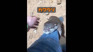 なぜカワウソはあんなに甘えん坊なの？ #animals #動物プロダクション #動物 #癒し #自然