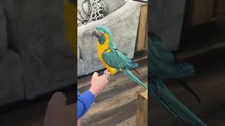 Avian Nutrition: Pellets, Fresh Chop & Safe Flight Enclosures