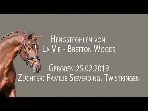 Hengstfohlen von La Vie-Bretton Woods 2019
