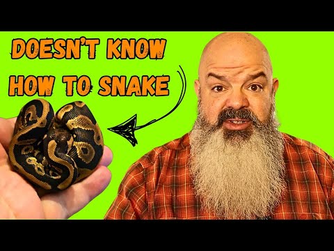 My Snake NEVER Comes Out of His Hide! How am I supposed to work with him???
