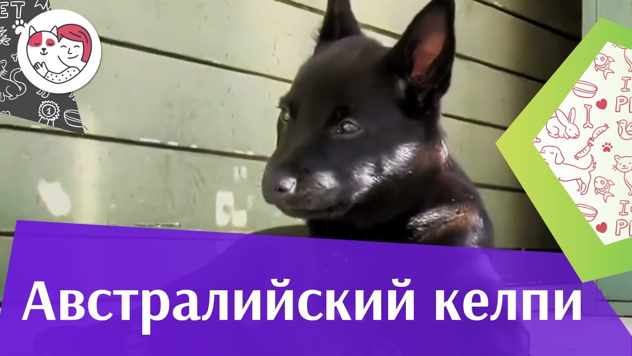 Австралийский келпи Уход и Питание на iLikePet