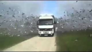 Releasing Thousands of Birds - Beautiful Freedom