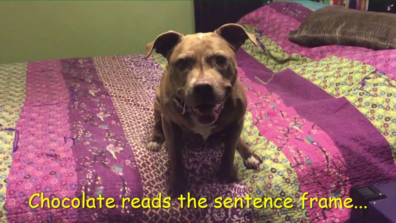 Chocolate Speaks in Complete Sentences! (How about you?)