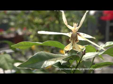 ハナカマキリ、メスの飛翔