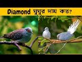 Diamond Dove এর দাম কত?- ঘুঘু পাখির দাম- Diamond dove price in Bangladesh- পো