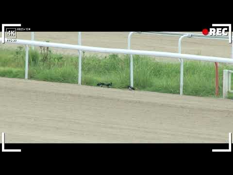 8/23 부산 금 신승옥-조교추천마