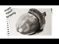 How To Draw An Acorn Acorn Pencil Drawing Step By Step