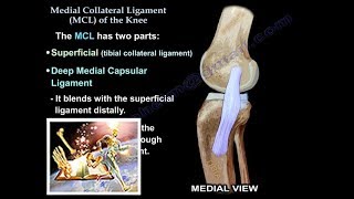Medial Collateral Ligament Of The Knee - Everything You Need To Know - Dr. Nabil Ebraheim