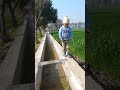 Satindersartaj Masoomiat