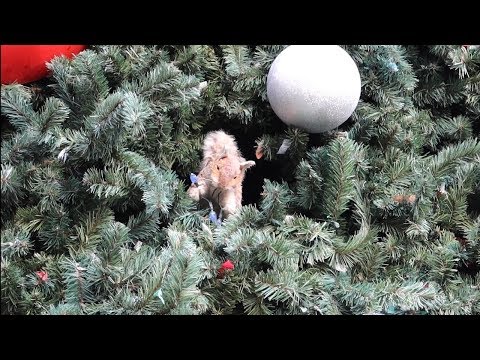 download lagu mp3 mp4 Christmas Themed Restaurant Orlando, download lagu Christmas Themed Restaurant Orlando gratis, unduh video klip Christmas Themed Restaurant Orlando