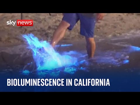 California: Bioluminescent waves form as sea plankton appearances become more regular