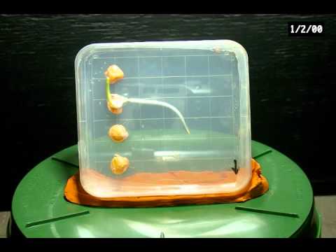 The Gravity Maze: How Roots Know Which Way is Down