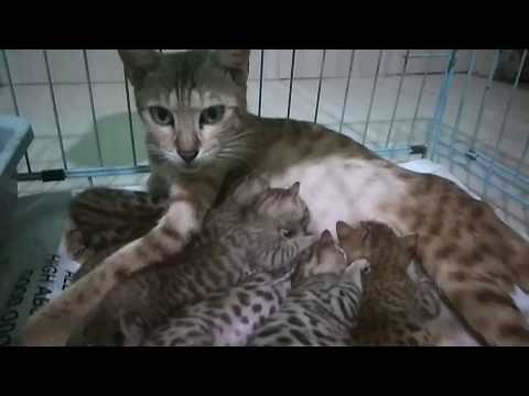 Mommy Kitty Breastfeeding the Baby BengaL Cats