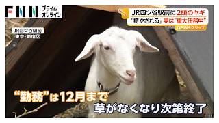「かわいくて癒やされる」なぜ都心にヤギが？　雑草を食べてもらうため12月まで“勤務中”　東京・四ツ谷駅前（2026年10月20日）