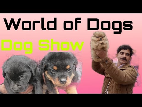 Lions जैसे Dogs की Dhamaal| Dog Show|Science City Kapurthala| Puppies|Vlog